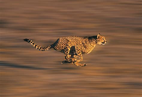 8 Fastest Animals In The World Animal Encyclopedia