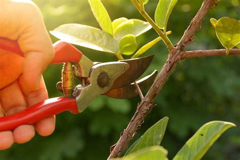 Pruning Shears: How To Use This Handy Gardening Tool The ...