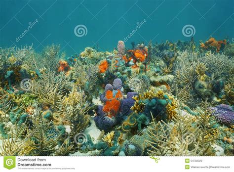 Underwater On A Seabed With Colorful Marine Life Stock Photo Image Of