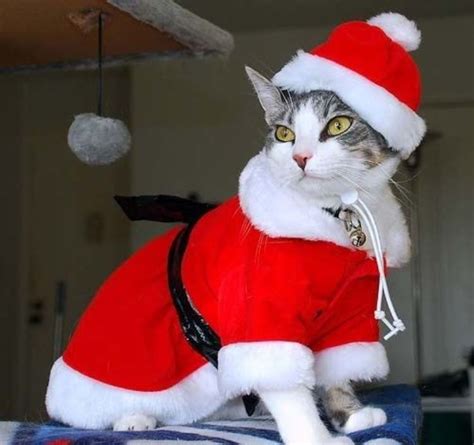 Pin By Ken Drake On Christmas Christmas Cats Christmas Animals Cat