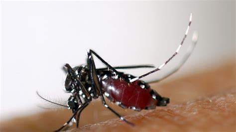As Diseases Proliferate Mosquitoes Becoming Public Enemy No 1