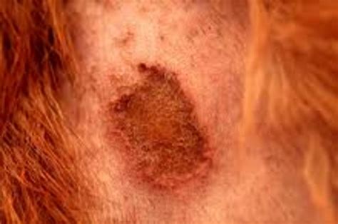 Dog Skin Problems Skin Allergies