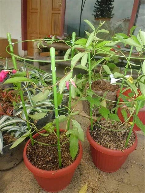 Yuk, mengenal tanaman teratai lebih dekat hingga cara menanamnya di dalam pot! Jual Penyangga Tanaman Bunga dan Buah Dalam Pot - No10 di ...