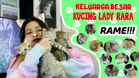 Kucing Lucu Meong Meong Kucingnya Buanyakkk Bangett Youtube