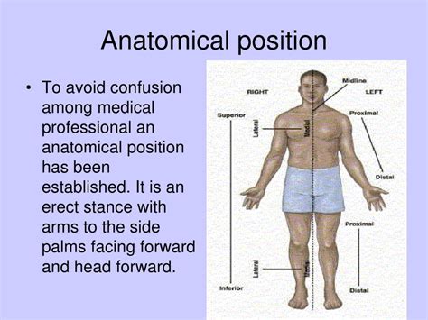 Anatomical Positions And Directions