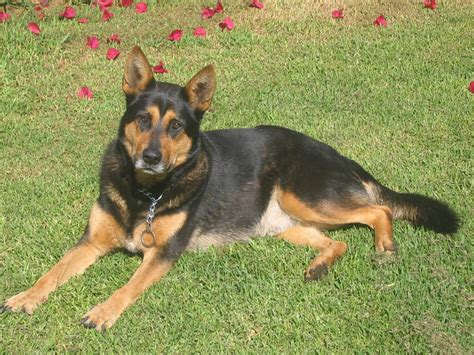 And the answer to this question is not as clear as one. Charlie cross German Shepherd/Rottweiler/Kelpie in Bargo ...