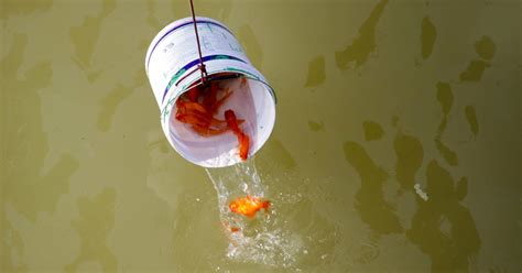 Sự tích ông công ông táo ở các nơi có thể khác nhau đôi chút, cách cúng cũng khác nhau. Cá chép "đu dây" đưa ông Công ông Táo về trời | Báo Dân trí