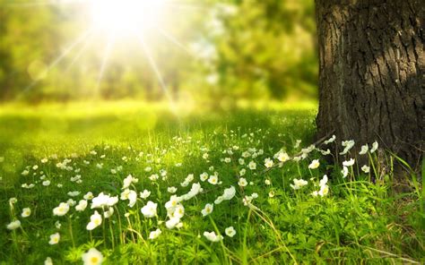 Sunny Spring Wallpapers Top Free Sunny Spring Backgrounds