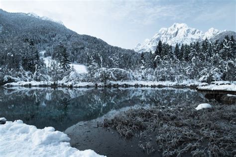 Beautiful Winter Scenery On Pure Lake Zelenci In Cold Sunrise Kranjska