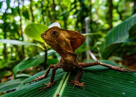 Reptiles De Costa Rica On Behance