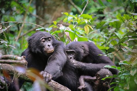 Bonobos Gardeners Of The Congo Basin By Project Impact Medium