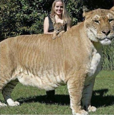 Worlds Biggest Cat Worlds Biggest Pinterest Cat And Animal