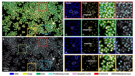 Deep Learning For Biomedical Imaging Tian Lab