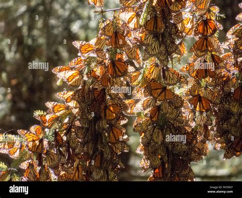 Monarch Butterflies On Tree Branch Michoacan Mexico Stock Photo Alamy