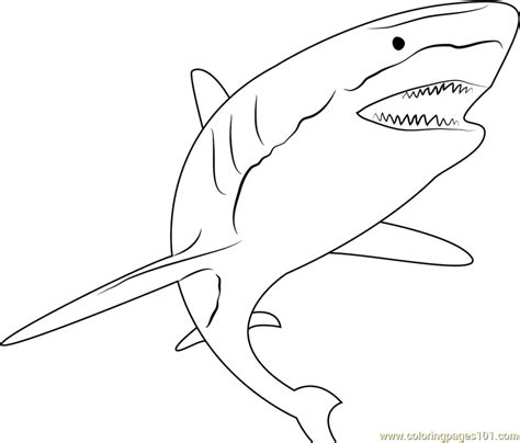 shark attack coloring page  shark coloring pages