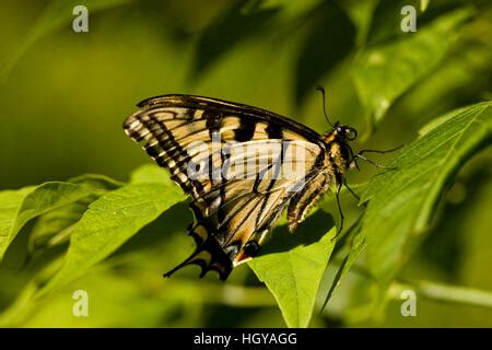 Tigre Oriental Especie Papilio Glaucus Es Una Especie De Mariposa