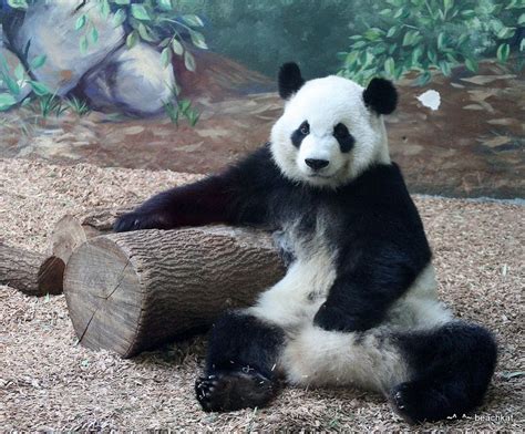 Wheres The Remote Atlanta Zoo Panda Bear Panda