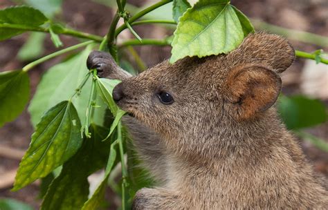 But the quokka's fate is nothing to laugh about. Quokka | San Diego Zoo Animals & Plants