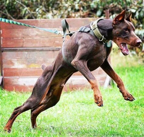 Doberman Pinscher Dobermanpinscher Doberman Pinscher Dog Dog Breeds