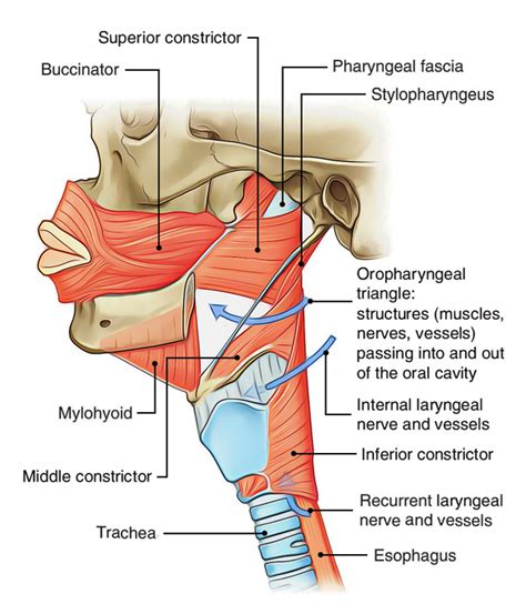 Muscles Of The Pharynx Anatomy Muscle Anatomy Medical Drawings SexiezPicz Web Porn