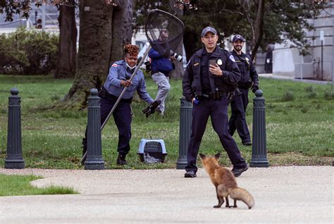 Rabid Fox Attacks Woman In New York The Content Factory