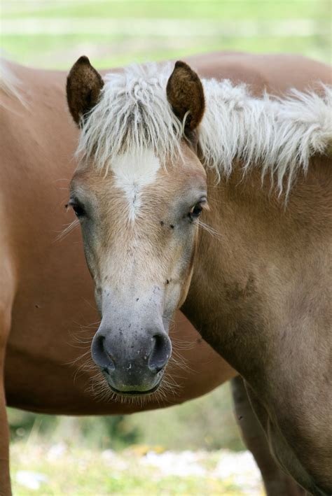 Free Images Animal Pasture Stallion Mane Fauna Close Up Pets