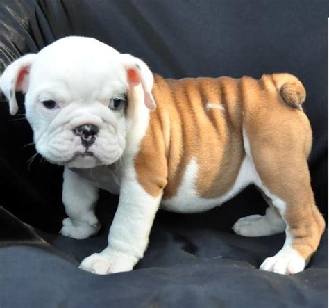 © copyright french bulldog puppies of oregon. Adorable English Bulldog Puppies For Home Adoption ...