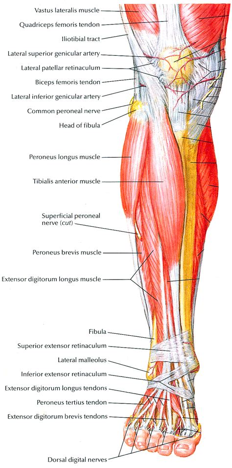 Click on the labels below to find out more about your muscles. Muscles that lift the Arches of the Feet