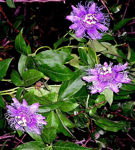 Growing Passion Flower How To Grow Passion Flower In A Container