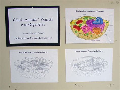 Célula Animal E Vegetal Para Colorir