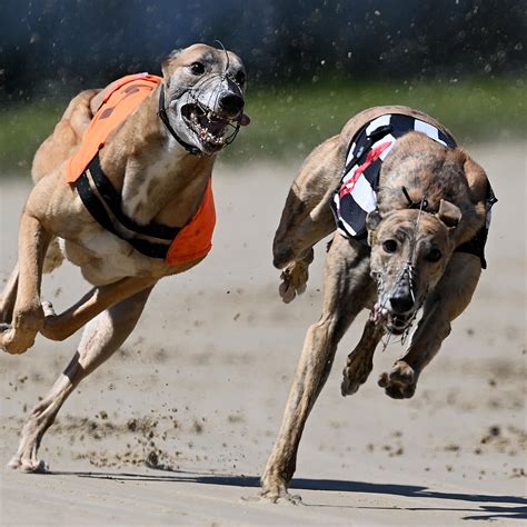 About The Breed Greyhound Highland Canine Training Ph