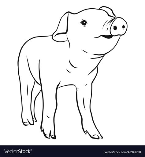 Pig Snout Hoof Sketch Royalty Free Vector Image