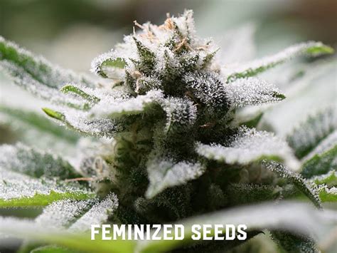 Feminized And Automatic Flowering Cannabis Seeds City Seeds Bank