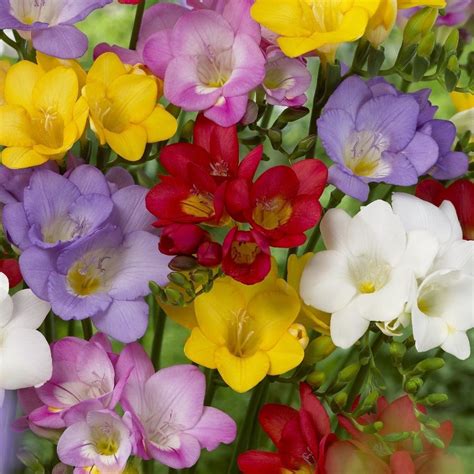 Buy Single Freesia Bulbs Freesia Single Flowering Mixed Delivery By