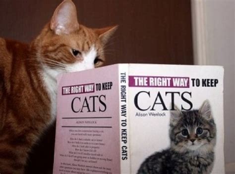Ten Pictures Of Cats Reading Books Trying To Educate Themselves