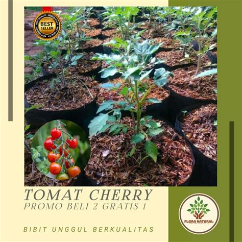 Jual Bibit Tanaman Tomat Cherry Promi Beli 2 Gratis 1 Di Lapak Flora