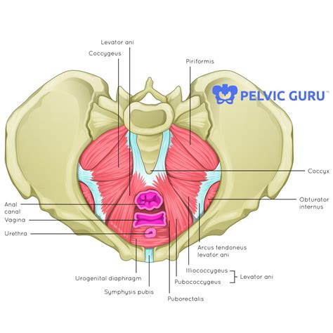 Anatomy Of The Pelvic Floor Muscles Of The Pelvic Floor Anatomy And