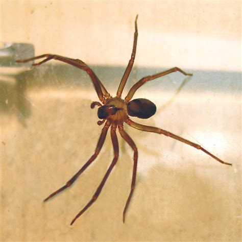 Brown Recluse Spider Posisjoner Og Utvalg Der Hvor Lever De Hi Tech