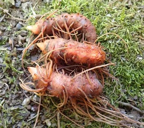 Bloodroot Live Root Sanguinaria Canadensis Organic Strictly