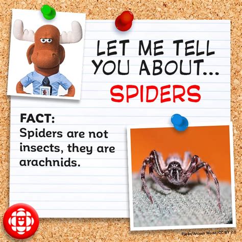 Spider Facts For Kids