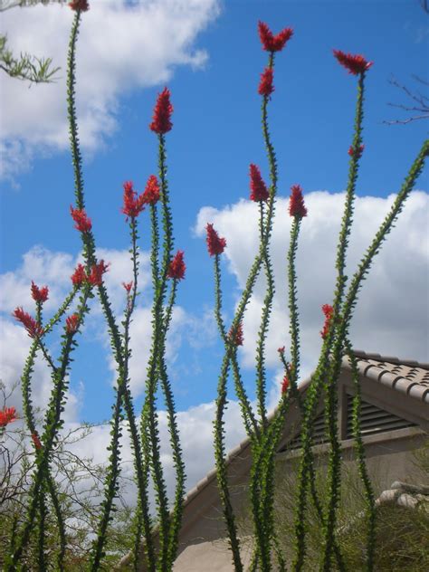 The saguaro cactus is one of the most recognisable of all cacti, as its distinct shape features in many western movies. Prickly Paradise: A Newcomer Living in the Desert: The ...