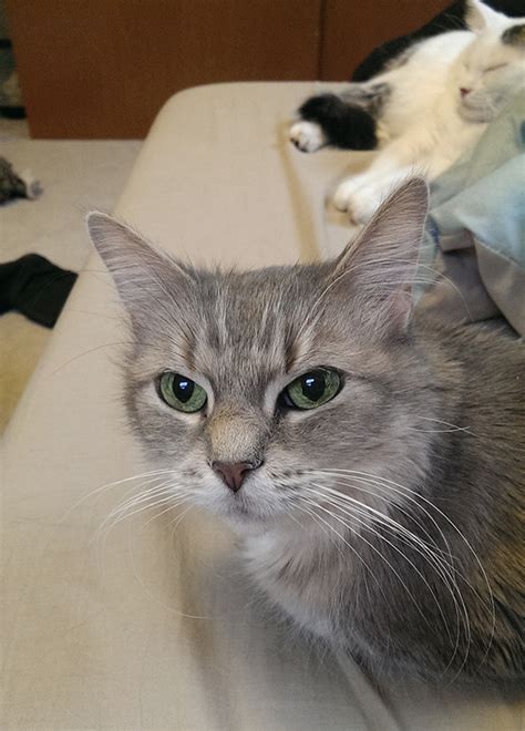 Want more tasty and festive holiday cookie recipes and tips? 20+ Of The Oldest Cats Adopted By People With The Biggest ...