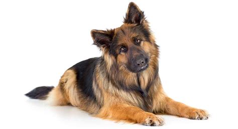Are German Shepherds Long Or Short Haired