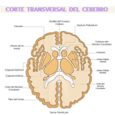 Corte Transversal Del Cerebro Con Las Principales Estructuras Distinguibles En Esta Vista