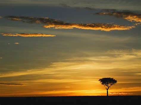 Single Acacia Tree At Sunrise Masai Mara Kenya Africa Wallpapers
