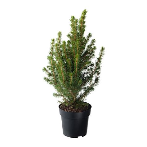Picea Glauca Conica Potted Plant White Spruce 15 Cm Ikea Eesti