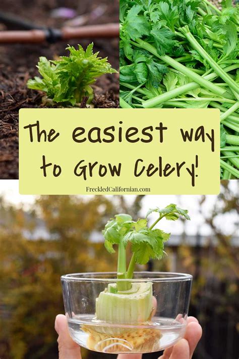 The Easiest Way To Grow Celery ~ Freckled Californian ~ A California