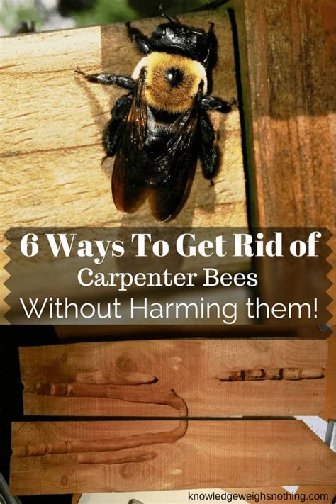 How To Get Rid Of Carpenter Bees Naturally Without Killing Them