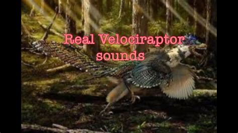 Real Velociraptor Sounds Youtube