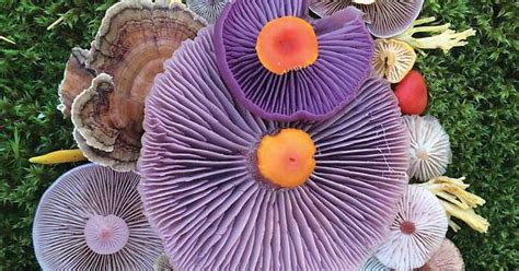 Mushroom Arrangements By Jill Bliss Album On Imgur